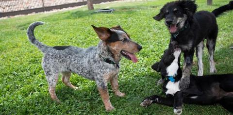 Three puppies playing in grass