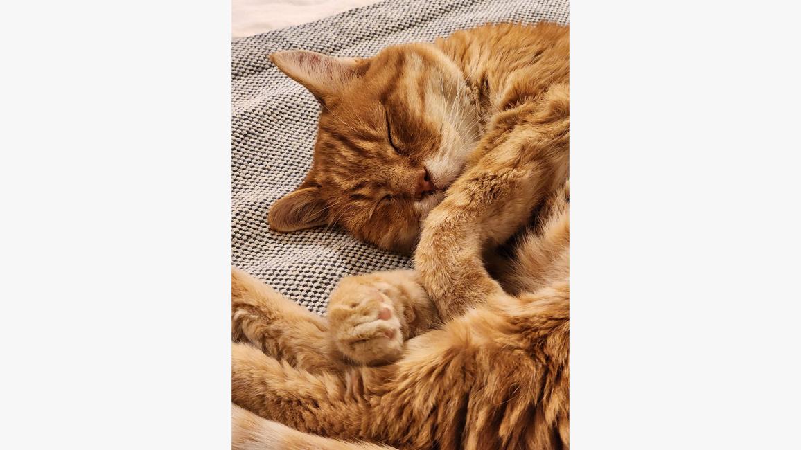 Rusty the cat sleeping while on a sleepover