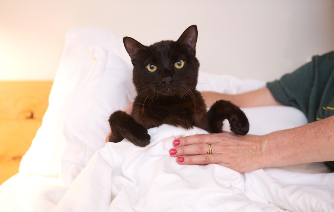 Licorice the cat tucked into bed during the sleepover