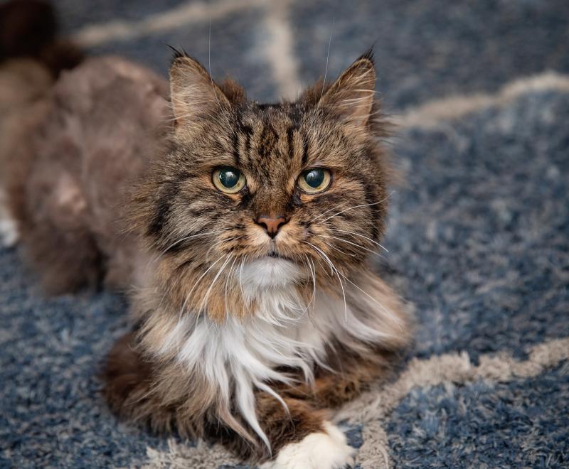 Brown tabby and white cat on a blue and white carpet
