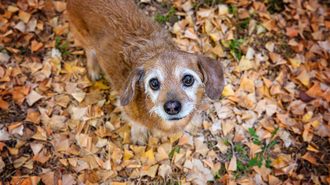 Senior brown dog standing in fallen leaves