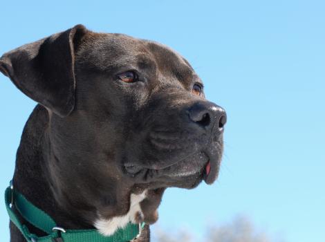 Shadow, one of the Vicktory Dogs