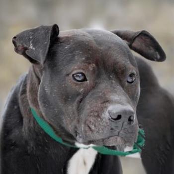 Large dark brown and white dog, Bonita