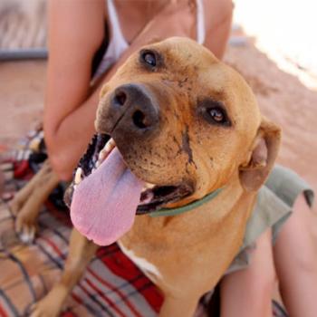 Close up of brown pit bull terrier