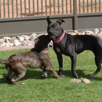 Two dark brown pit bull terriers playing in grass