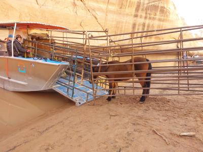 Encouraging Solo the horse onto the boat