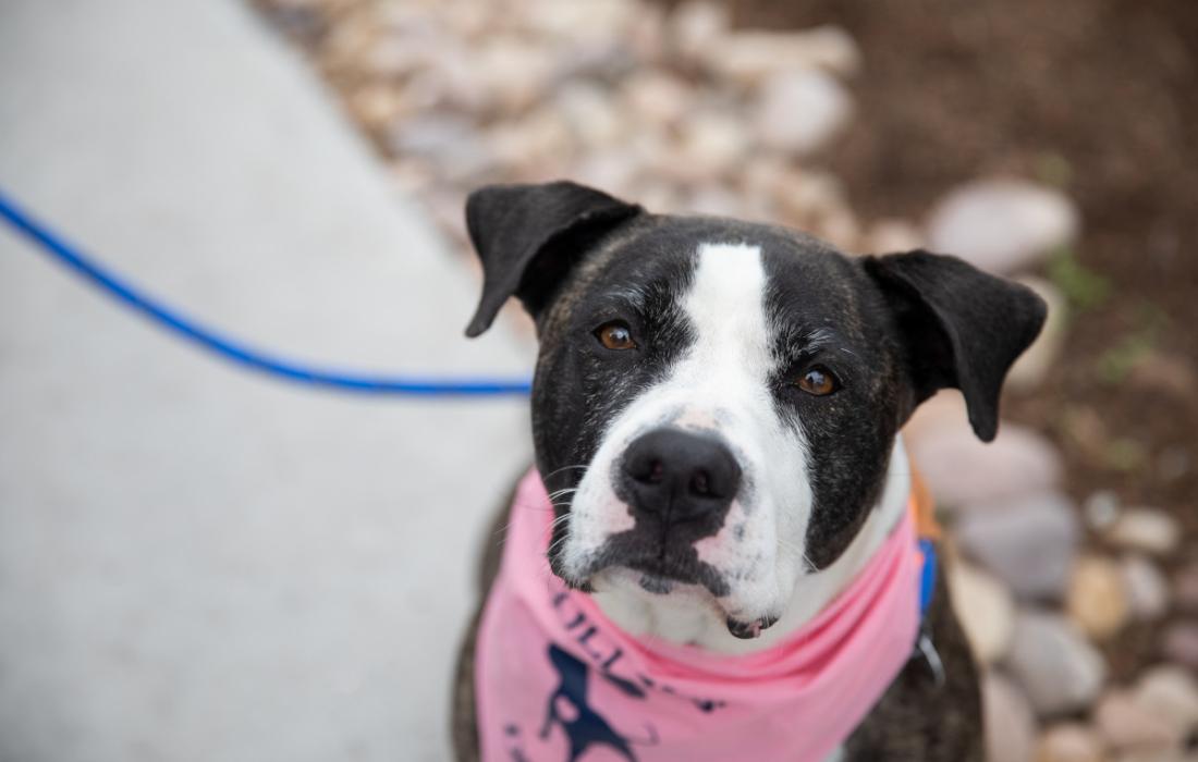 Black and white dog wearing a pink bandanna outside on a leash