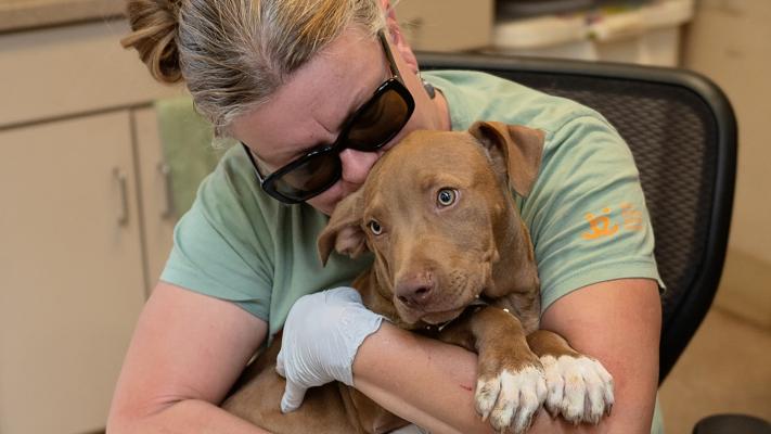 Person snuggling with a brown and white puppy transported from Central Texas after the floods
