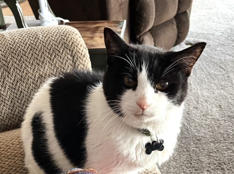 Stickers the cat on a chair in a home