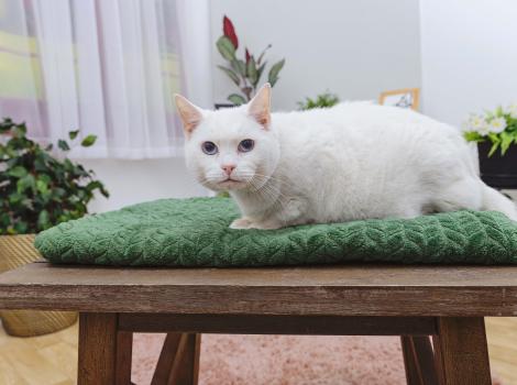 Sugar the cat lying on a towel on a wooden bench