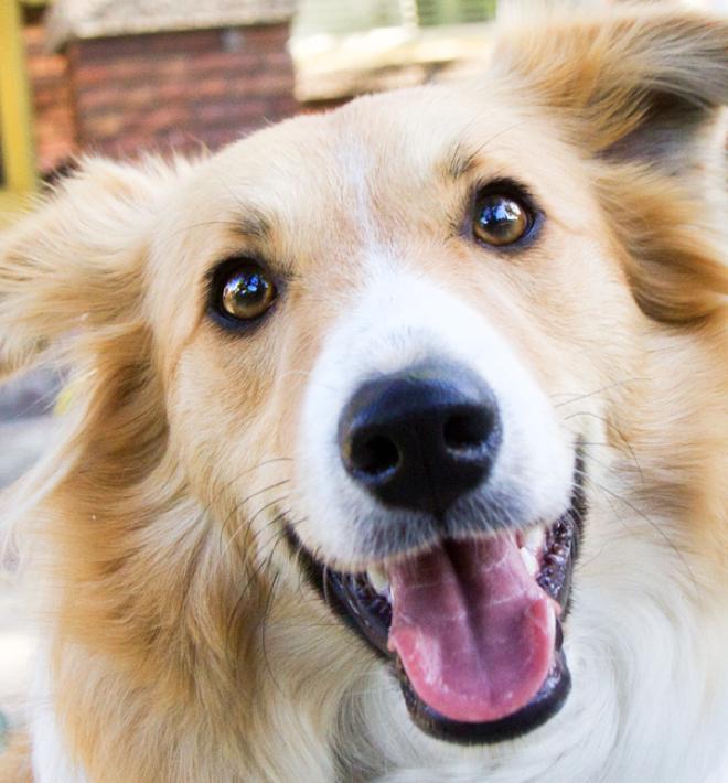 Happy dog sitting in front of a brick house with a car in the driveway