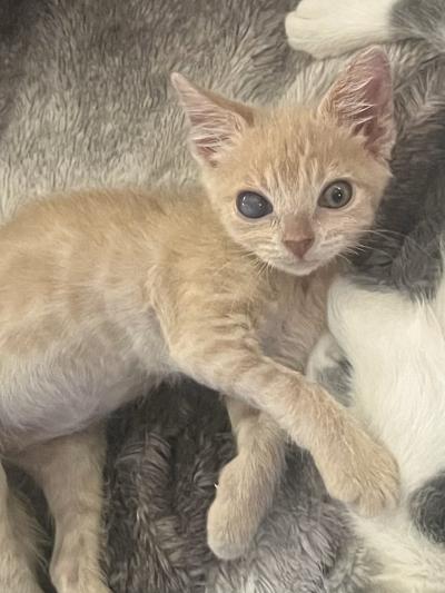 Sunny the kitten with both eyes, one of which is clouded from the upper respiratory infection