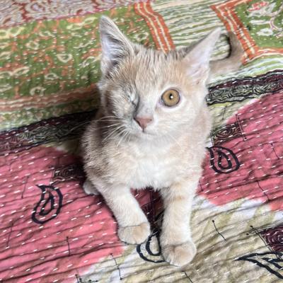 Sunny the one-eyed kitten on a blanket