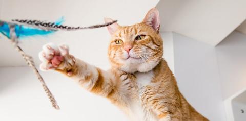 Feline Housing and Enrichment