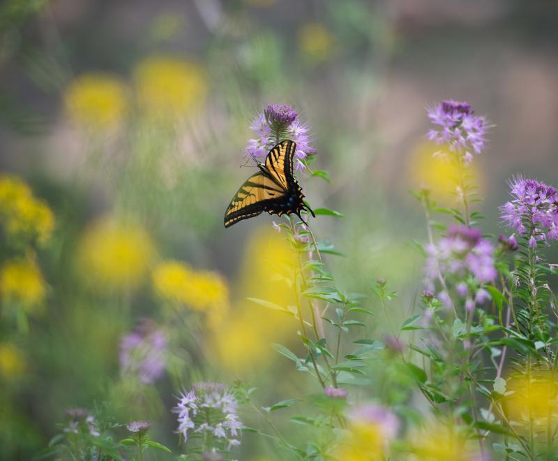 Swallowtail butterfly in a field of purple and blue flowers
