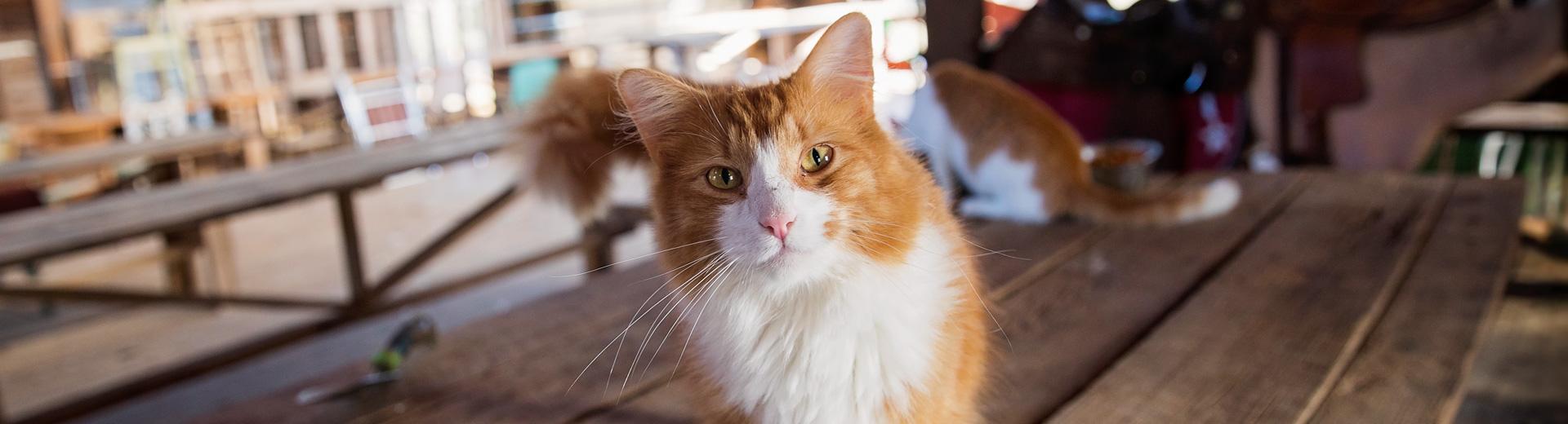 Orange and white cat standing on table in barn
