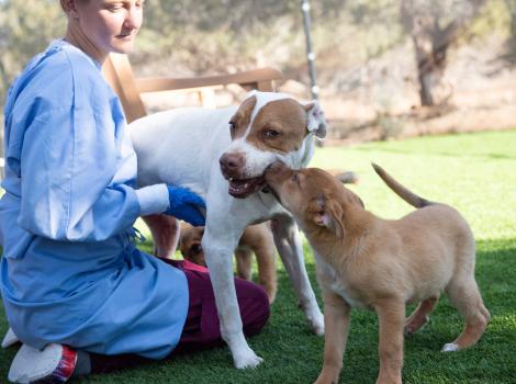 Taquito the dog playing with a young puppy while a person watches