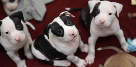 Three puppies sitting on red carpet