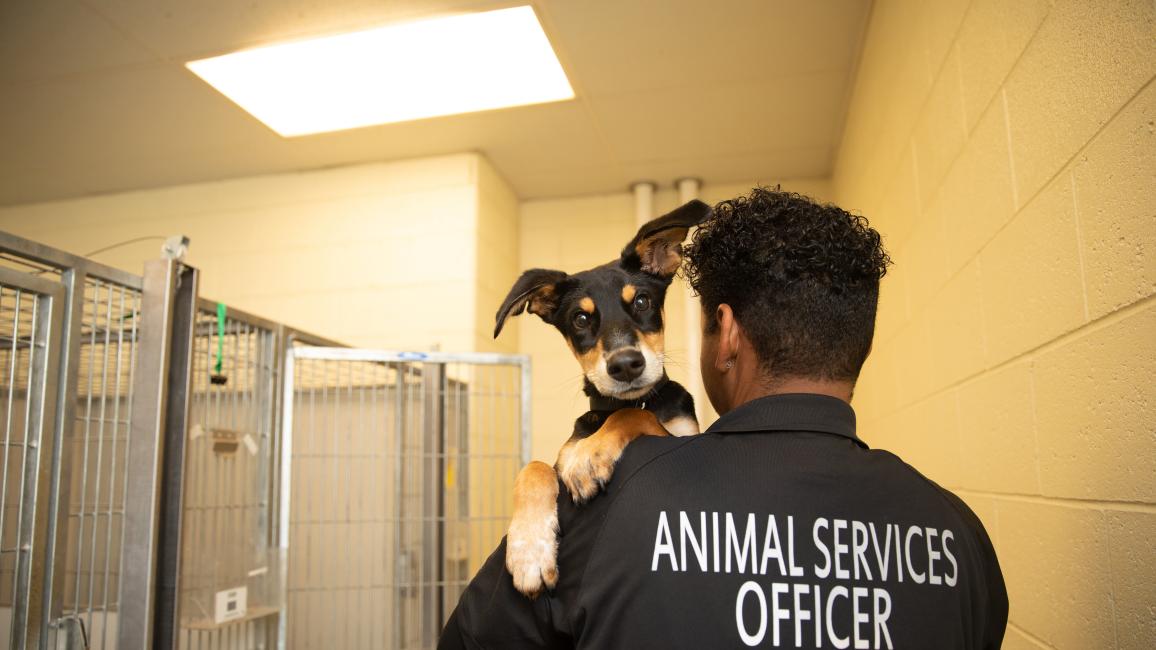 Animal Services Officer carrying a dog over their shoulder in a kennel area