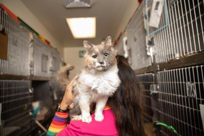Dilute calico cat on a person's shoulder between two rows of stainless steel kennels