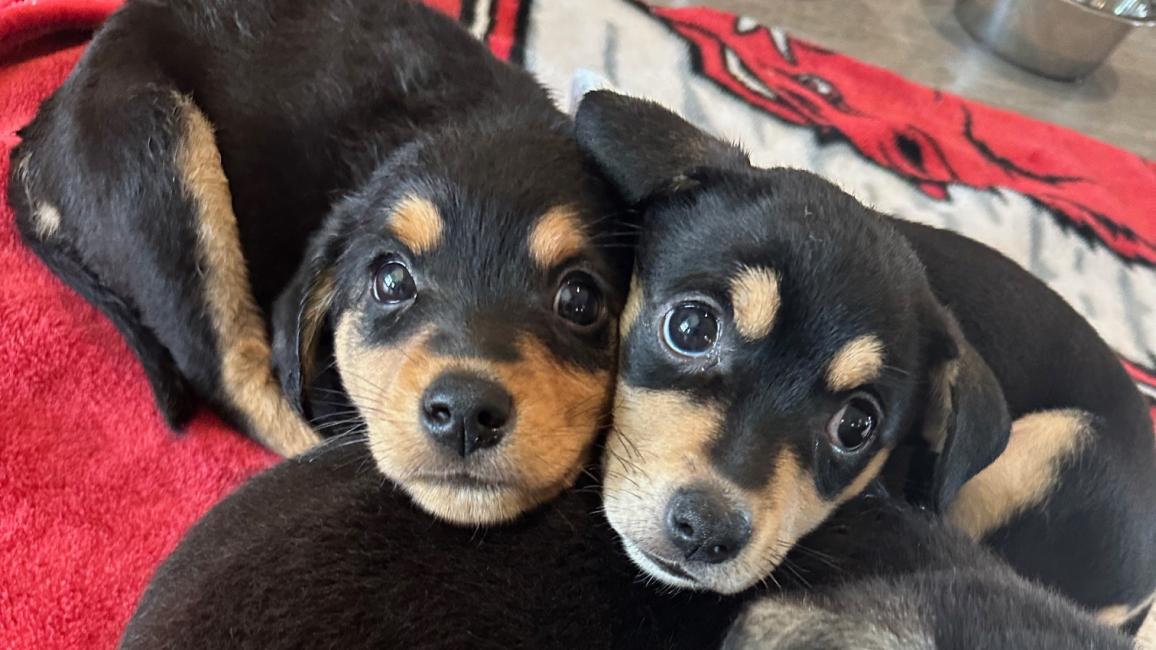 The puppies lying on a red blanket