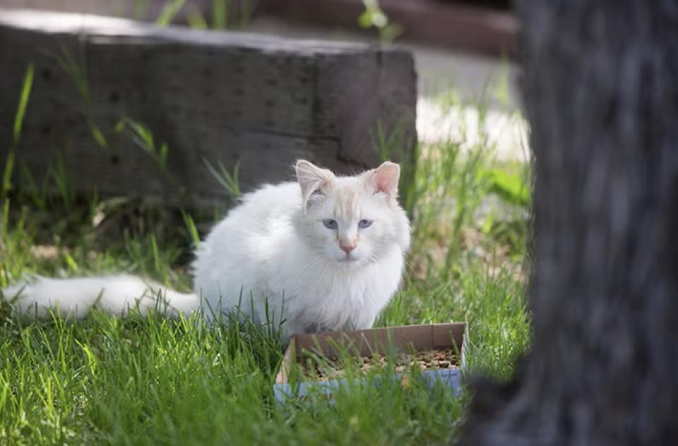 Cat with tipped ear sitting outside in the grass while eating cat food
