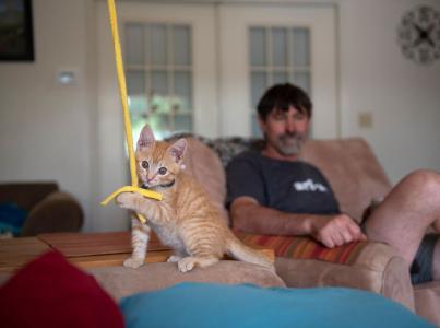 A cat on plays with a string in front of its foster parent.
