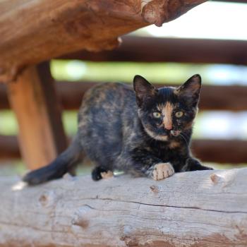 Young cat standing on a wood fence