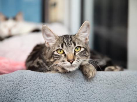Tabby kitten lying on a gray blanket with another cat in the background