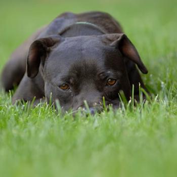 Large black dog lying with head down in grass