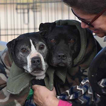 Two large black dogs being cuddled in blanket by person
