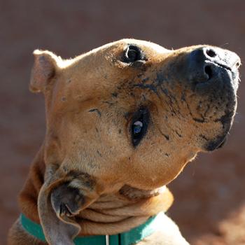Large brown dog named Lucas looking over shoulder