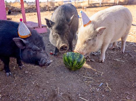 Winston, Waldo, and Albert wearing birthday hats and eating watermelon