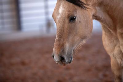 Closeup of the face of Warrior the horse
