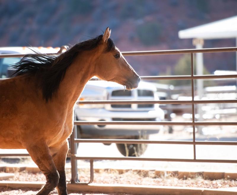 Warrior the horse beside a fence