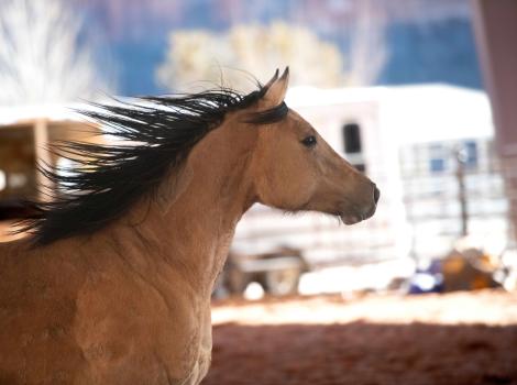Warrior the horse running with mane flowing