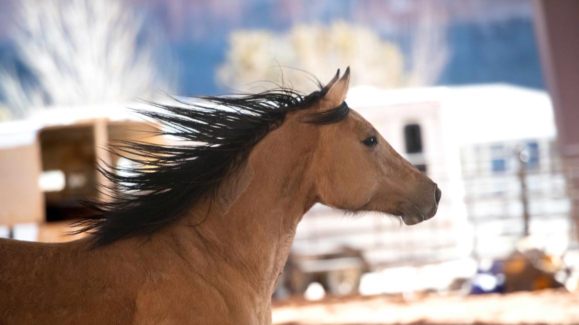Warrior the horse running with mane flowing
