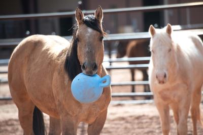 Warrior the horse holding a toy in his mouth with Jeff, another horse, behind him