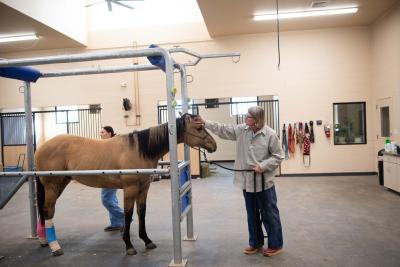 Warrior the horse being seen by a vet