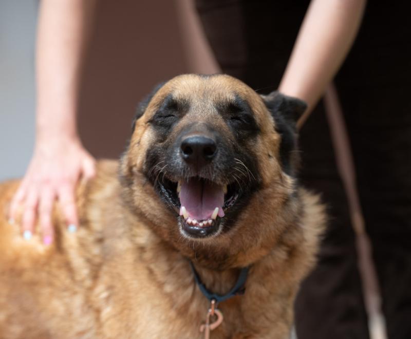 Person petting a shepherd dog