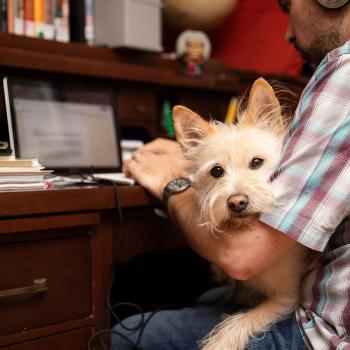Dog sitting in man's lap while he works from home.