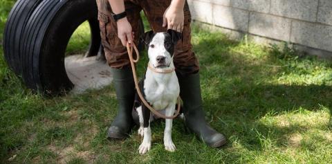 Black and white dog sitting in front of person in the grass