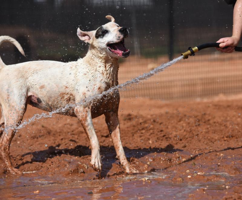 Person holding a hose squirting water beside an excited dog