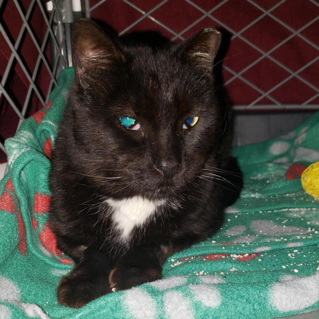 Toad - Domestic Shorthair