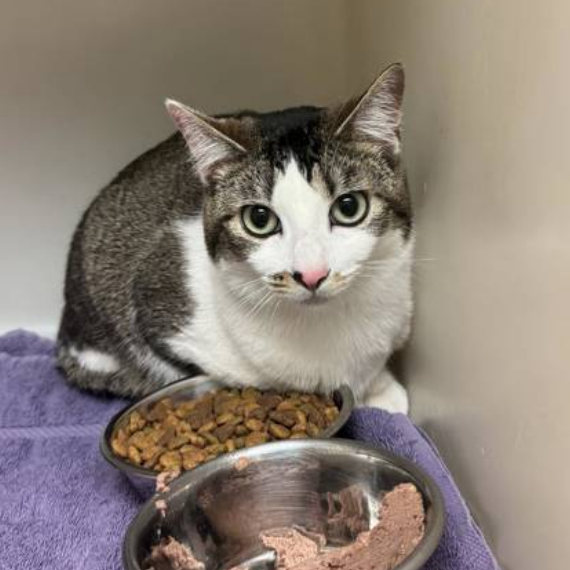 Dove - Domestic Shorthair