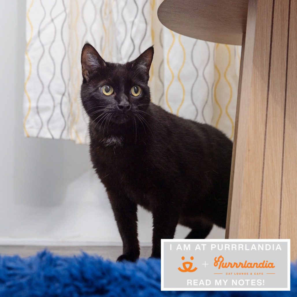 Meowy - Domestic Shorthair