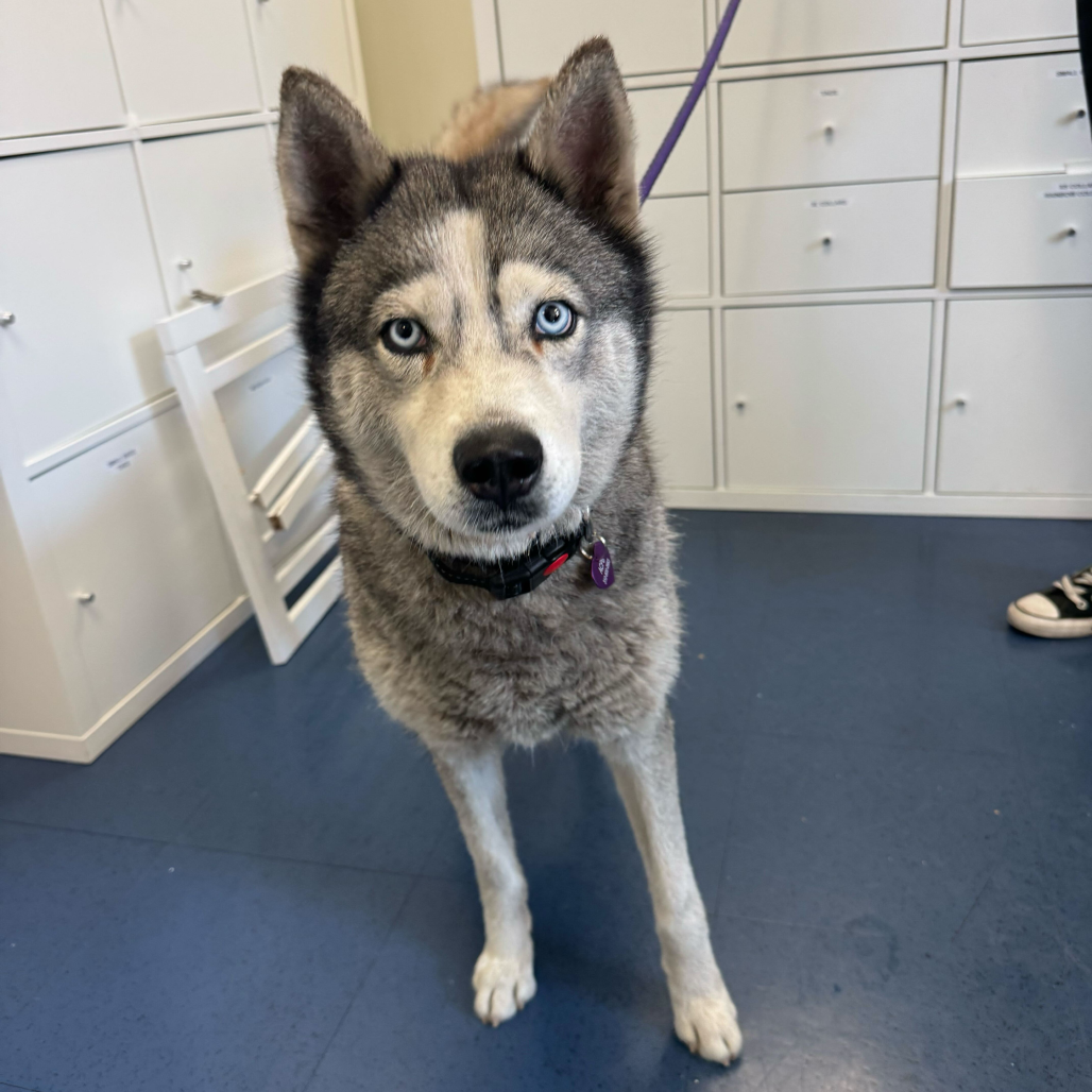 Queen Mary - Husky/Mix