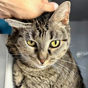 Squeak - Domestic Shorthair