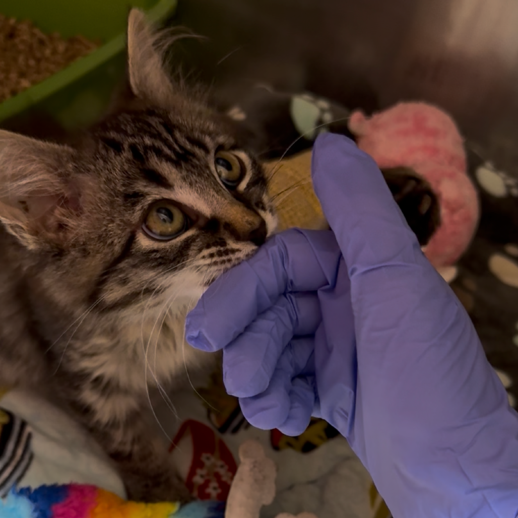 Potter - Domestic Medium Hair