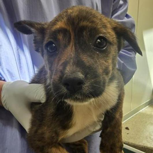 Molly - Retriever, Labrador/Cattle Dog